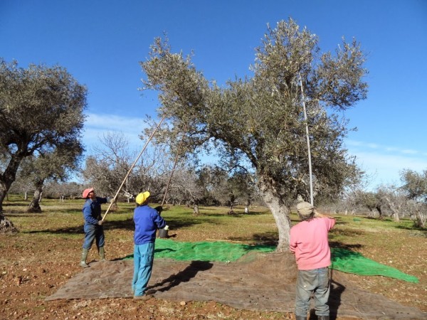 vareando-olivos