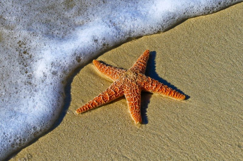 estrella de mar 9 ideas para rezar este verano que no sea un punto y final 800x531 - 9 ideas para que este verano no sea un punto y aparte en tu relación con Dios